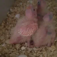 جوجه عروس هلندی|پرنده|نسیمشهر, |دیوار