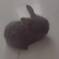 خرگوش لپی امریکایی|موش و خرگوش|تایباد, |دیوار