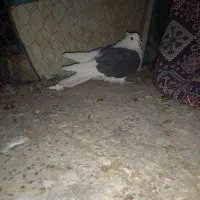 پشت دار|پرنده|بم, |دیوار