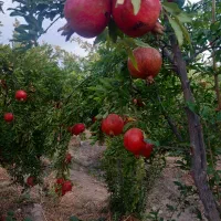 عمده فروشی درخت و قلمه انار