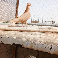 دومسفید نروماده زرد جفت موقلف|پرنده|الوند, |دیوار