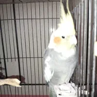 عروس هلندی ماده