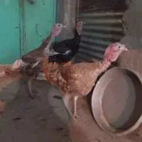 بوقلمون نر|حیوانات مزرعه|هامون, |دیوار