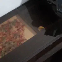 کمد سه تکه واینه دراور|جاکفشی، کمد، دراور|قوچان, |دیوار