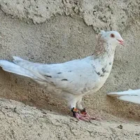 کفتر کبوتر کله هما کاکلی نر