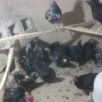 تخم مرغ وجوجه مرغ|حیوانات مزرعه|قم, بیانی|دیوار