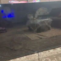 تلویزیون ال ای دی led tv