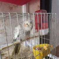 عروس هلندی خوشگل|پرنده|ارومیه, |دیوار