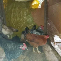 مرغ خانگی و خروس