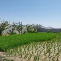 نشا برنج  تولکی