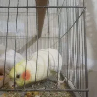 عروس هلندی‌سخنگو‌