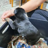 واگذاری ژرمن