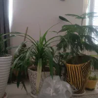 سوییت شهرک سامان
