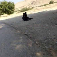 نلیطز|سگ|بهبهان, |دیوار