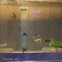 فروش آکواریوم و ماهی