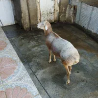 قوچ چینی اصیل