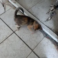 گربه واگذاری مجانی|گربه|رشت, گلزاران|دیوار