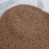 دانه پرواری