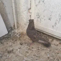 کبوتر ماده تافته ای|پرنده|شیراز, تل حسین‌آباد|دیوار