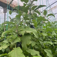 مشاوره باغ باغچه گلخانه فضای سبز