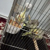 عروس هلندی همراه با جوجه|پرنده|کرمانشاه, |دیوار