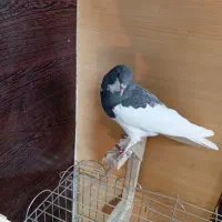 کبوتر یا کفتر شهری بهبونی|پرنده|شیراز, شیخ علی چوپان|دیوار