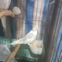 جفت عروس البینو|پرنده|رشت, جماران|دیوار