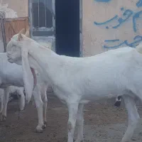 بز گلابی|حیوانات مزرعه|خنج, |دیوار