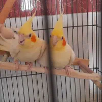 عروس هلندی فروشی جوجه وبالغ