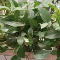 انواع گل طبیعی|گل و گیاه طبیعی|نهاوند, |دیوار