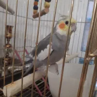 گمشده در کوی معلم|حیوانات|میاندوآب, |دیوار