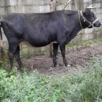 گاو دورگ  شیری ۷ ماه حامله گوساله