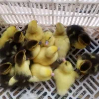 جوجه اردک خارجی... دوست داشتنی