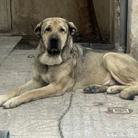 سگ پژدر