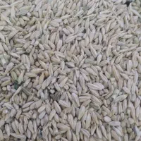 جو آبی و خوراک دام