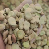 باقلا درجه یک تمیزوپاک شده خوشپخت باقیمت مناسب|خوردنی و آشامیدنی|اهواز, نادری|دیوار