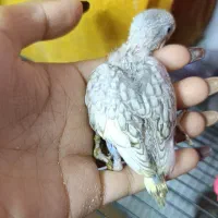 جوجه سرلاکی|پرنده|خرمشهر, |دیوار