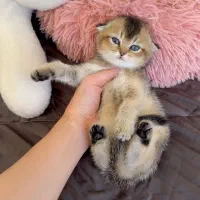 مجموعه اصلی گربه های کیوت ( ایران کتز)|گربه|اهواز, کیانپارس |دیوار