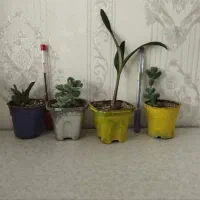 4 پک گلدان گل و گیاه مناسب آپارتمان و بالکن|گل و گیاه طبیعی|تهران, تولید دارو|دیوار