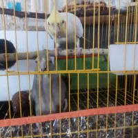 عروس هلندی|پرنده|مرند, |دیوار