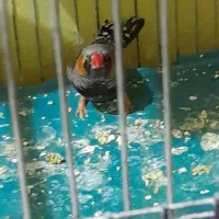 فنچ نر وایکینگ