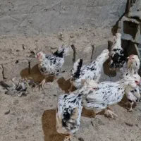 6عدد مرغ گلین پنگوئنی کیفیت فول