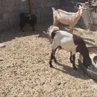 کره نرپاکستونی اصل و ماده سانن اصل