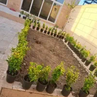 باغبانی سمپاشی کودهی هرس گلکاری علف کشی باغبانی|خدمات باغبانی و درختکاری|مشهد, کوثر|دیوار