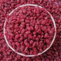 نهال زرشک بی دانه قائنات