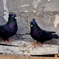 کبوتر زاغ چشم