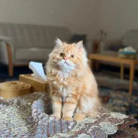 گربه پرشین نر