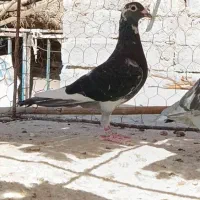 کبوترمسافتی|پرنده|زهک, |دیوار