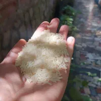 برنج فجر ،هاشمی،دمسیاه