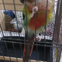 طوطی گیرینچیک نر و ماده سخنگو|پرنده|اسلامشهر, مظفریه|دیوار